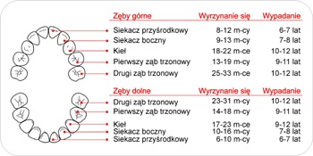 zęby mleczne